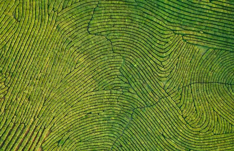 Aerial view of agriculture plantation for soil moisture monitoring