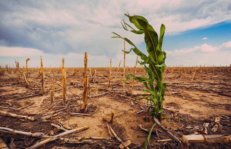 Cornfield under a hot sun affected by climate change in an extreme drought